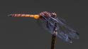 Elasmothemis cannacrioides (Ruddy Streamskimmer) male-3.jpg